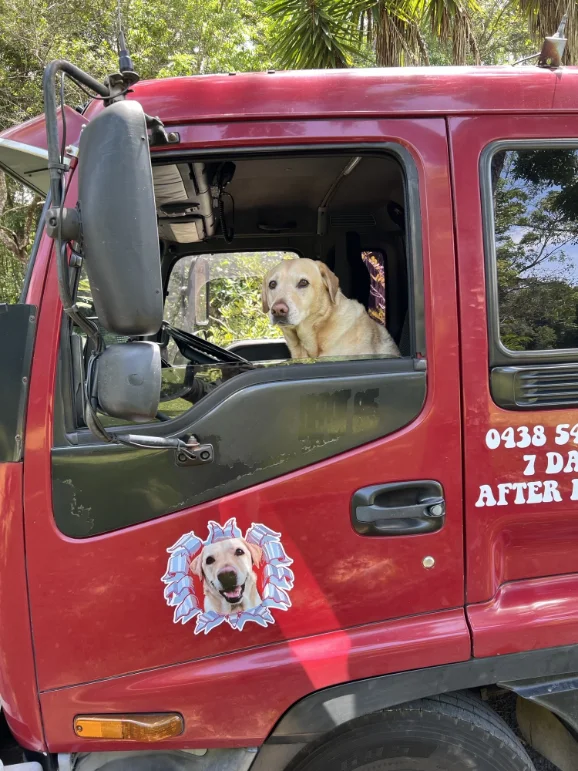 Scamp the Labrador in the cab window, tropical trees behind
