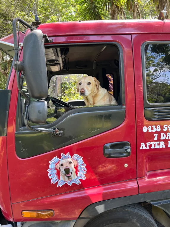 Scamp the Labrador looking out the cab window of the red tow truck